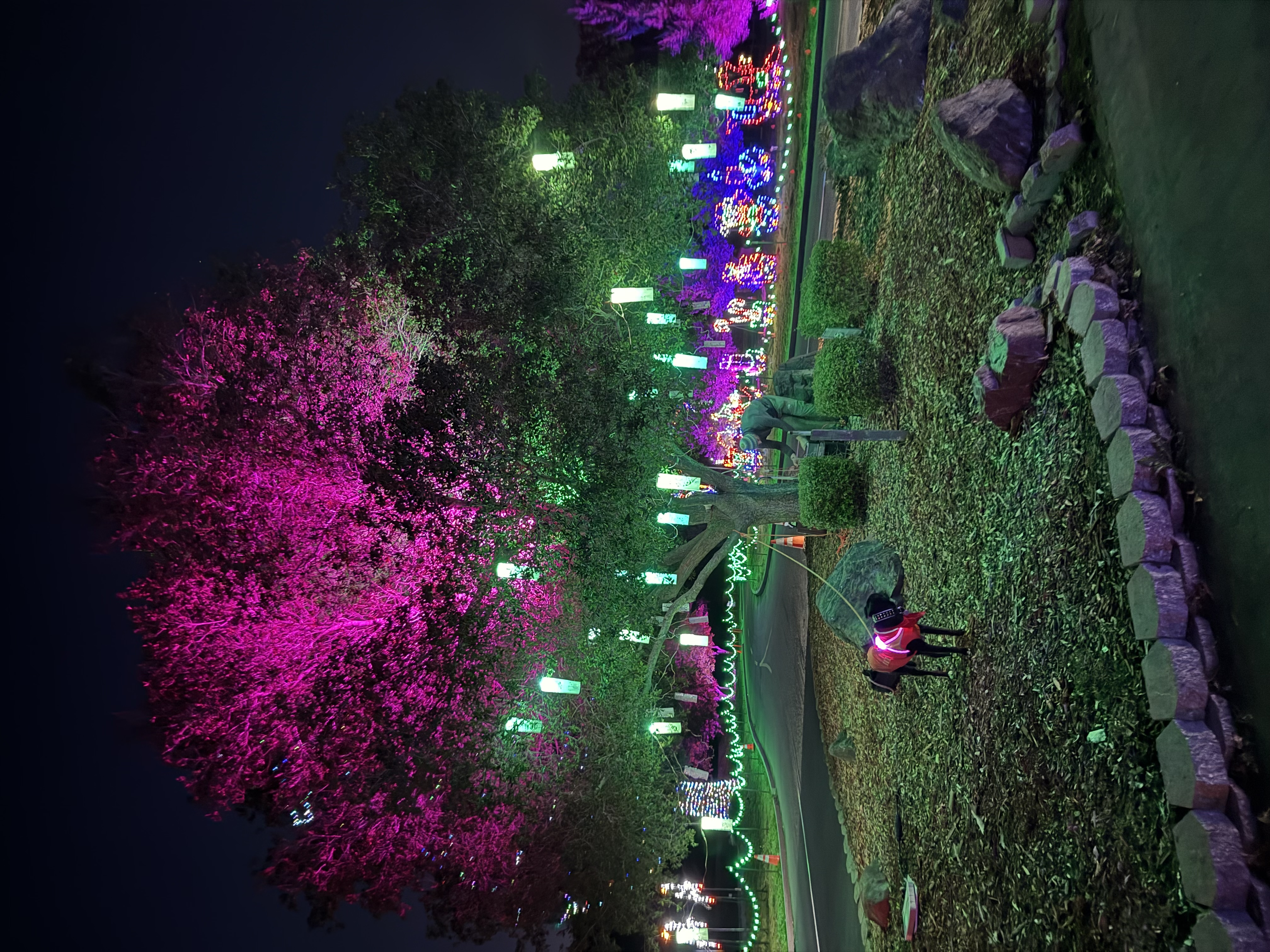 48 handmade lanterns in a tree